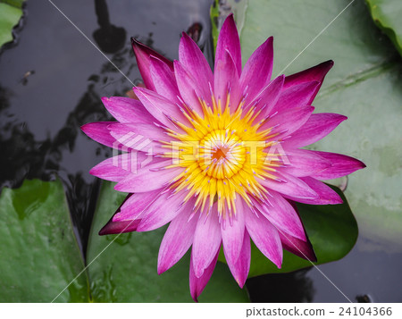 Lotus in the pool. Lotus in the pool. 24104366