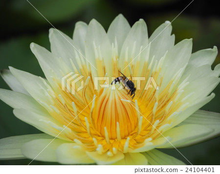 Lotus in the pool. Lotus in the pool. 24104401