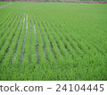Green rice plant in the paddy fields. 24104445