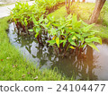 Green leaves of plant abstract background. 24104477