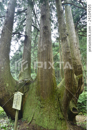 [Oki] Japanese cedar 24104505