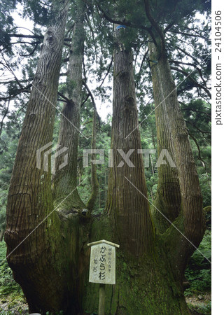 [Oki] Japanese cedar 24104506