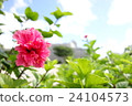 ピンクのハイビスカス 24104573