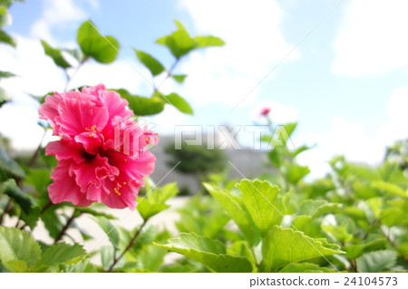 ピンクのハイビスカス 24104573