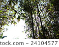  竹林 24104577
