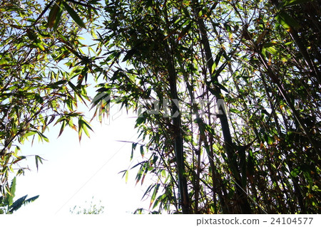  竹林 24104577