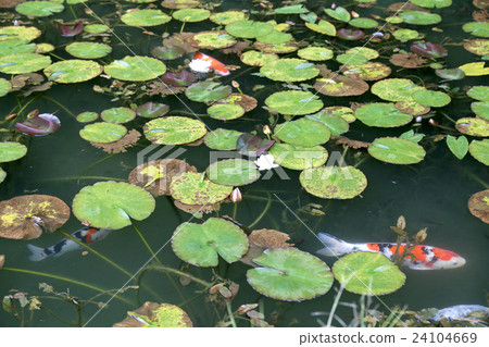 Lotus leaves Monet's pond Lotus leaves Monet's pond 24104669