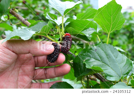 Hand picking ripe mulberry 24105312