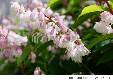 Beautiful Sarasa Tutsugi 24105484