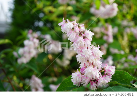 Beautiful Sarasa Tutsugi 24105491
