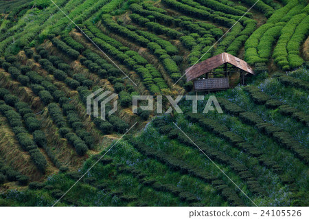 Tea plantation and hut  in the Doi Ang Khang 24105526