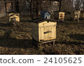 Weathered color bee hives in spring. 24105625