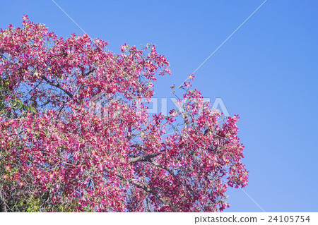 Floss silk tree pink flowers in full bloom in full bloom Floss silk tree pink flowers in full bloom in full bloom 24105754