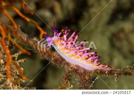 Cuthona sibogae Nudibranch, Sea Slug 24105817