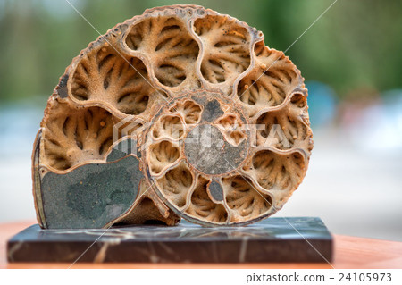 Ammonite shell viewed in section 24105973