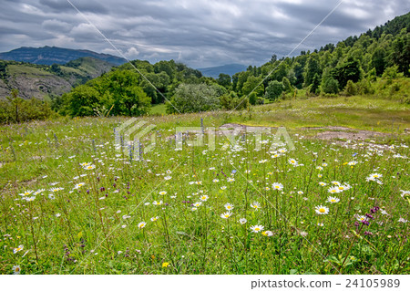 Scenic view of mountain meadow Scenic view of mountain meadow 24105989