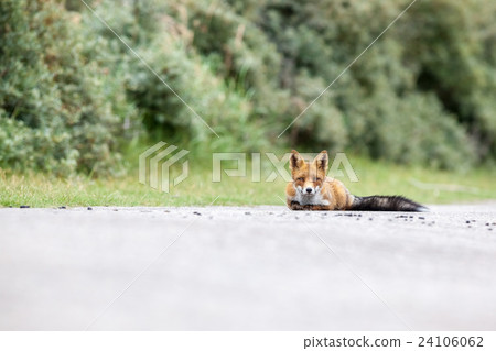 an red fox 24106062