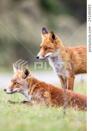 an red fox 24106065