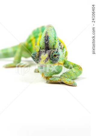 Yemen chameleon on white background 24106404