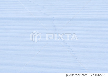 Footprints of the fox on the snow in the morning 24106535