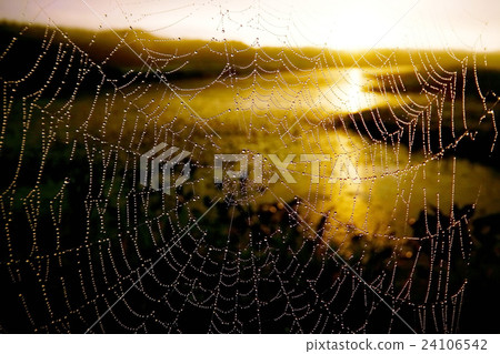 早晨露水蜘蛛網 早晨露水蜘蛛網 24106542