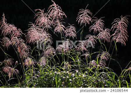 Rinse morning dew Rinse morning dew 24106544