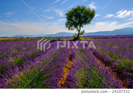 Lavender field in plateau Valensole 24107332