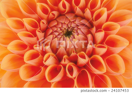 Orange flower petals, macro of chrysanthemum 24107453