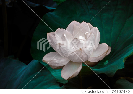 神奇的蓮花 神奇的蓮花 24107480