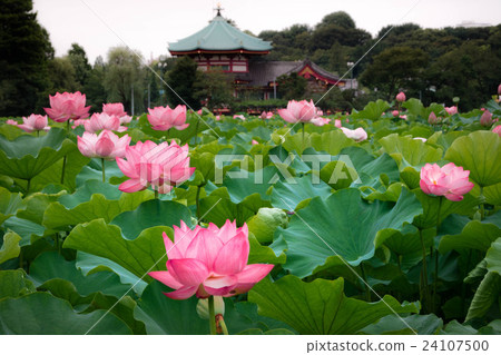 上野公園的荷花池 上野公園的荷花池 24107500