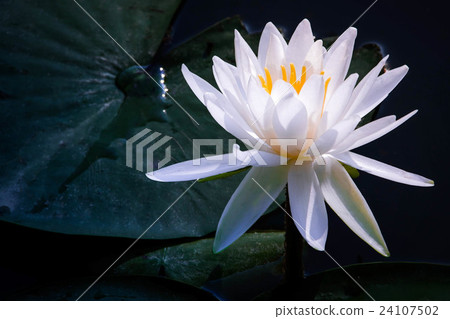 夢幻般的白蓮花 夢幻般的白蓮花 24107502