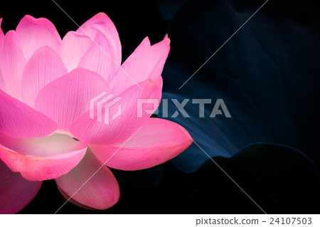 神奇的蓮花 神奇的蓮花 24107503