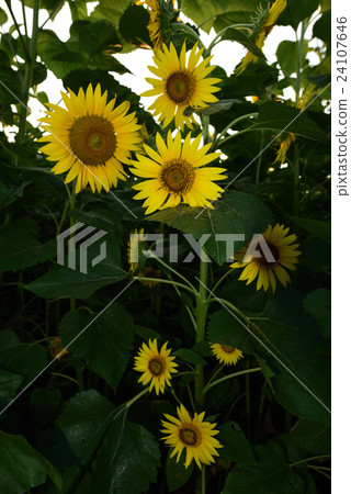 夏天花向日葵 夏天花向日葵 24107646