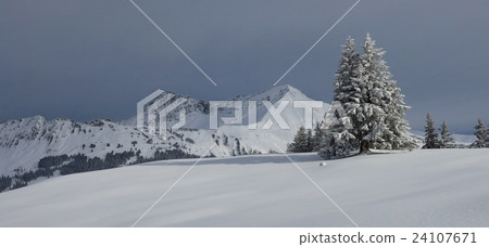 Snow covered fir and Mt Lauenenhorn 24107671