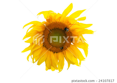 Sunflower blooming isolated on white 24107817