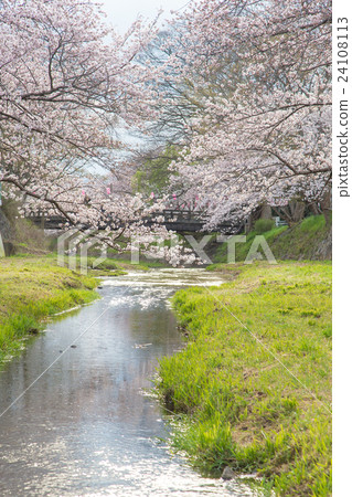 Kyoto Ide-cho, Tamagawa's cherry tree 24108113