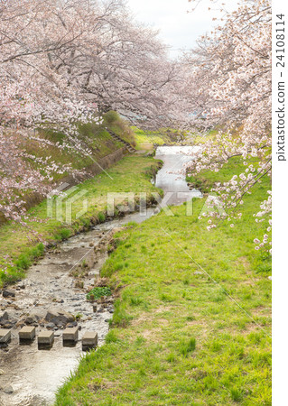 Kyoto Ide-cho, Tamagawa's cherry tree 24108114