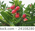 Karanda fruits. 24108280