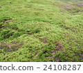 Green leaves of moss. 24108287