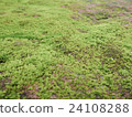 Green leaves of moss. 24108288
