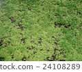 Green leaves of moss. 24108289
