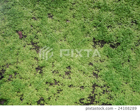 Green leaves of moss. Green leaves of moss. 24108289