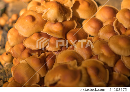 野生蘑菇 野生蘑菇 24108375