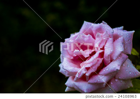 Rose flowers after the rain Rose flowers after the rain 24108963