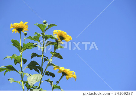 Brilliant yellow Emperor Sunflower Mexican Sunflower Brilliant yellow Emperor Sunflower Mexican Sunflower 24109287