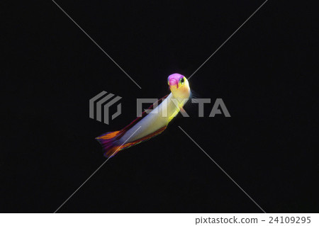 Akebono-nohase Akebono-nohase 24109295