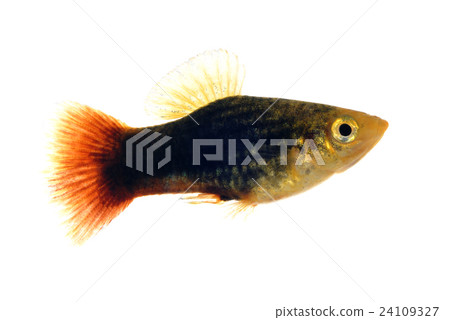 Tuxedo Platty 24109327