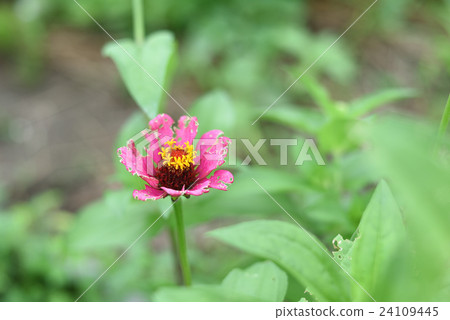 Affiliation Affiliation 24109445