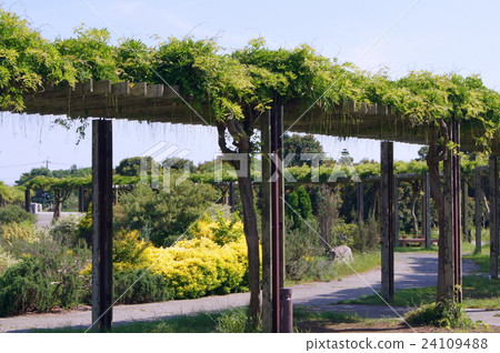 Following wisteria trellis (Lake Hamana Garden Park) Following wisteria trellis (Lake Hamana Garden Park) 24109488