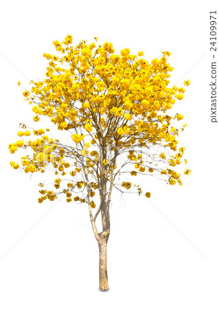 Yellow tabebuia flower on white background Yellow tabebuia flower on white background 24109971